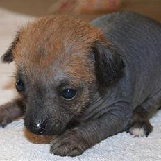 Xoloitzcuintle manse