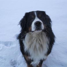 Berner sennenhund Bernerhøjens Zorba