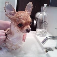 Chihuahua ricco (pinto sukkerpels)