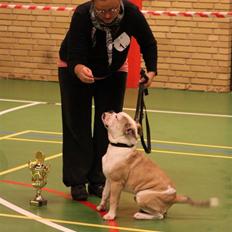 Olde english bulldogge Tjalfe