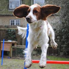 Welsh springer spaniel Gallois's Katy (Mynte)