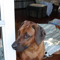 Rhodesian ridgeback Betty