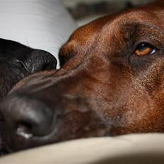 Rhodesian ridgeback Betty