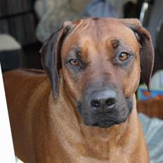 Rhodesian ridgeback Betty