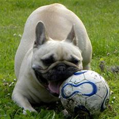 Fransk bulldog missmud