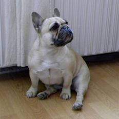 Fransk bulldog missmud