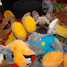 Fransk bulldog missmud