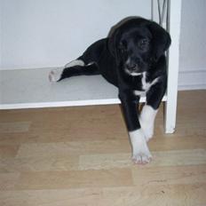 Labrador retriever Balder *Bassen*