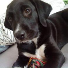 Labrador retriever Balder *Bassen*