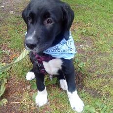 Labrador retriever Balder *Bassen*