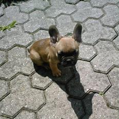 Fransk bulldog Anton