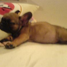 Fransk bulldog Anton