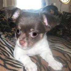 Blanding af racer Bertram