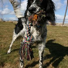 Engelsk setter Sascha