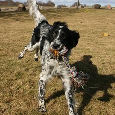 Engelsk setter Sascha