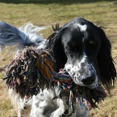 Engelsk setter Sascha