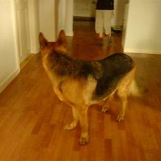 Schæferhund Marco -Champ-