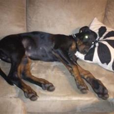 Dobermann Dobergaarden F. El Diablo