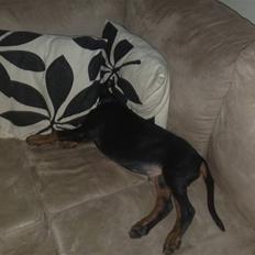 Dobermann Dobergaarden F. El Diablo