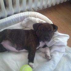 Blanding af racer Basse