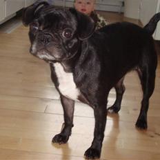 Blanding af racer Carla