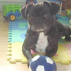 Blanding af racer Carla