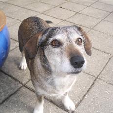 Blanding af racer balto