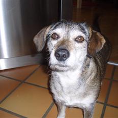 Blanding af racer balto