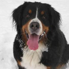 Berner sennenhund Becca