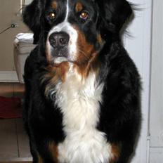 Berner sennenhund Becca