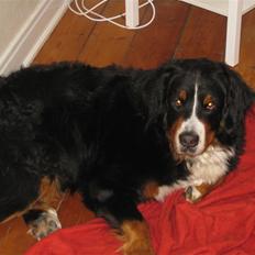 Berner sennenhund Becca