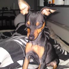 Prazsky krysarik niko