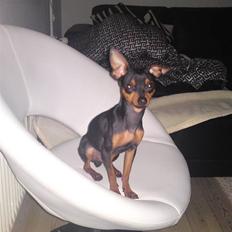 Prazsky krysarik niko