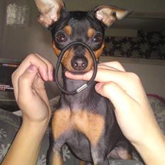 Prazsky krysarik niko