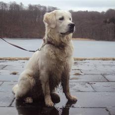 Golden retriever Mille