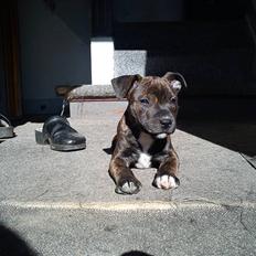 Blanding af racer Tilde