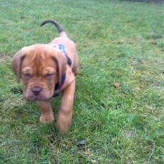 Dogue de bordeaux King ( R.I.P.)