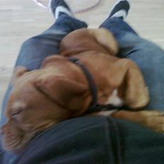 Dogue de bordeaux King ( R.I.P.)