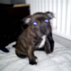 Blanding af racer Tilde