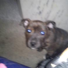 Blanding af racer Tilde