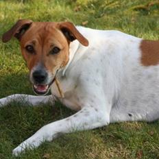 Dansk svensk gaardhund Laika *Rullepølsen*