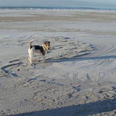 Ruhåret foxterrier Danfox Melody (Cleo)