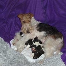 Ruhåret foxterrier Danfox Melody (Cleo)