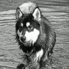Alaskan malamute Qno
