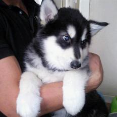 Alaskan malamute Qno