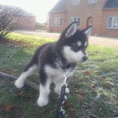 Alaskan malamute Qno