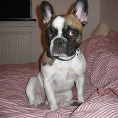 Fransk bulldog Karla (Tidligere hund)