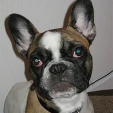 Fransk bulldog Karla (Tidligere hund)