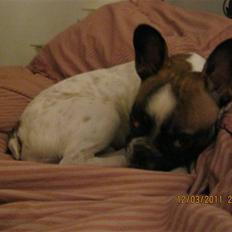 Fransk bulldog Karla (Tidligere hund)