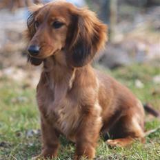 Dværggravhund Xingu